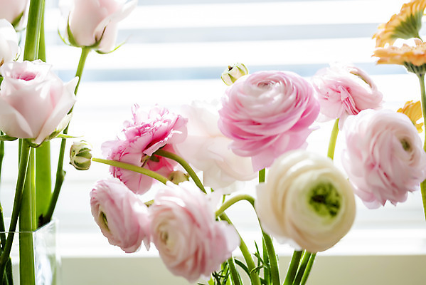 포토 JPG 꽃 실내 사람없음 장미 창가 라넌큘러스 국내포토 식물 창문 내부 파일형식