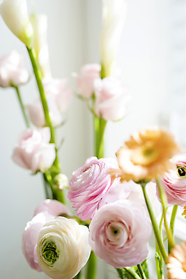 포토 JPG 꽃 실내 사람없음 아웃포커스 소프트포커스 창가 카라 거베라 라넌큘러스 국내포토 식물 창문 촬영기법 내부 파일형식