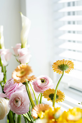 포토 JPG 꽃 실내 사람없음 아웃포커스 소프트포커스 창가 카라 거베라 라넌큘러스 국내포토 식물 창문 촬영기법 내부 파일형식