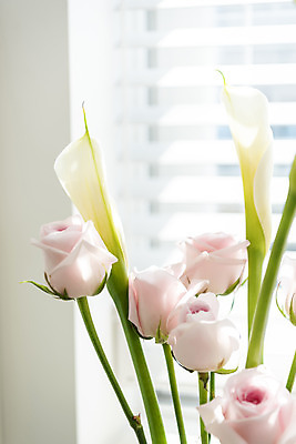 포토 JPG 꽃 실내 사람없음 장미 창가 카라 국내포토 식물 창문 내부 파일형식