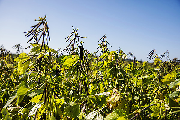 포토 JPG 주간 하늘 사람없음 야외 전라남도 특산물 녹두 신안 국내포토 자연요소 전라도 파일형식