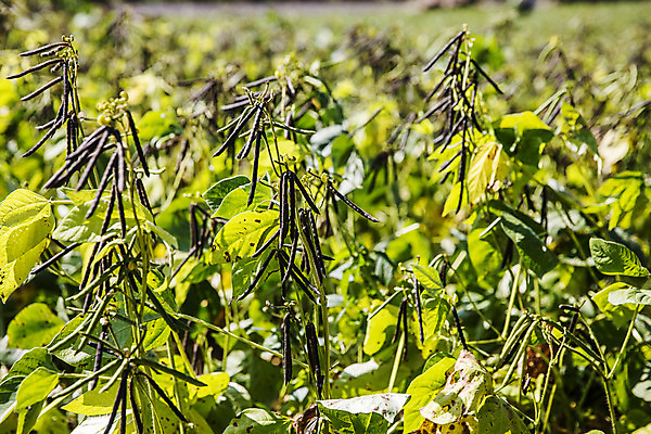 포토 JPG 주간 사람없음 야외 아웃포커스 전라남도 특산물 녹두 신안 국내포토 자연요소 촬영기법 전라도 파일형식