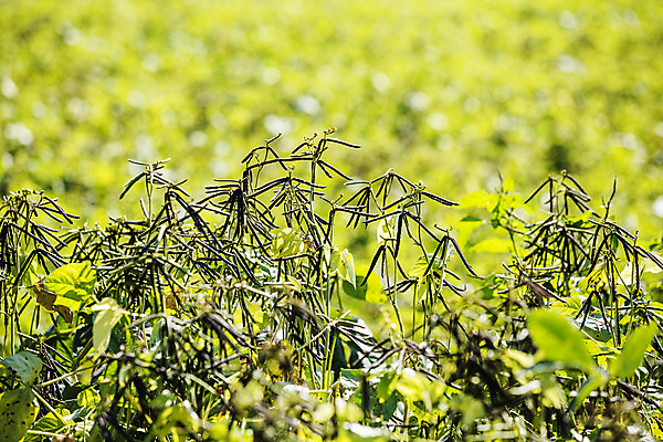 포토 JPG 주간 사람없음 야외 아웃포커스 전라남도 특산물 녹두 신안 국내포토 자연요소 촬영기법 전라도 파일형식