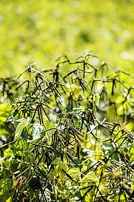 포토 JPG 주간 사람없음 야외 아웃포커스 전라남도 특산물 녹두 신안 국내포토 자연요소 촬영기법 전라도 파일형식