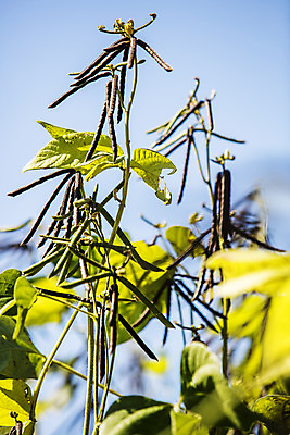 포토 JPG 주간 사람없음 야외 아웃포커스 소프트포커스 전라남도 특산물 녹두 신안 국내포토 자연요소 촬영기법 전라도 파일형식
