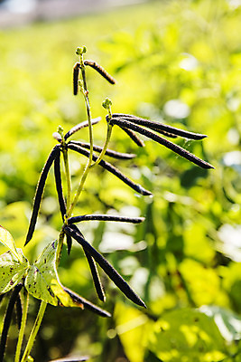 포토 JPG 주간 근접촬영 사람없음 야외 아웃포커스 전라남도 특산물 녹두 신안 국내포토 자연요소 뷰포인트 촬영기법 전라도 파일형식