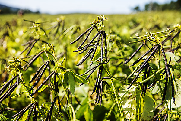 포토 JPG 주간 사람없음 야외 아웃포커스 전라남도 특산물 녹두 신안 국내포토 자연요소 촬영기법 전라도 파일형식