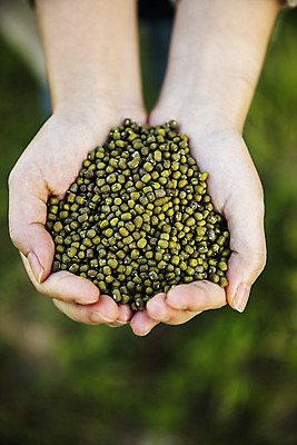 포토 JPG 손 실내 들기 아웃포커스 신체부위 전라남도 특산물 녹두 신안 국내포토 모션 촬영기법 사람 내부 전라도 파일형식