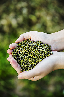 포토 JPG 손 실내 들기 아웃포커스 신체부위 전라남도 특산물 녹두 신안 국내포토 모션 촬영기법 사람 내부 전라도 파일형식