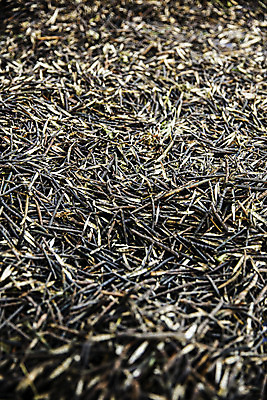 포토 JPG 실내 사람없음 전라남도 특산물 꼬투리 녹두 신안 국내포토 내부 전라도 파일형식