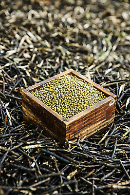 포토 JPG 실내 사람없음 아웃포커스 전라남도 담기 특산물 되 꼬투리 녹두 신안 국내포토 모션 촬영기법 내부 전라도 파일형식