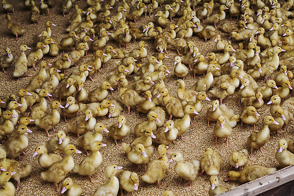 포토 JPG 여러마리 오리 실내 사람없음 전라남도 나주 오리새끼 국내포토 새끼 다수 조류 내부 전라도 파일형식