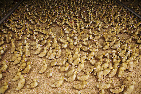 포토 JPG 여러마리 오리 실내 사람없음 전라남도 나주 오리새끼 국내포토 새끼 다수 조류 내부 전라도 파일형식