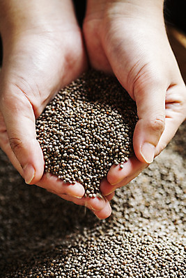 포토 JPG 손 식재료 곡류 실내 들기 아웃포커스 신체부위 전라남도 나주 조 국내포토 모션 촬영기법 사람 내부 전라도 파일형식