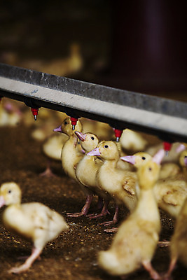 포토 JPG 여러마리 오리 실내 사람없음 전라남도 나주 오리새끼 국내포토 새끼 다수 조류 내부 전라도 파일형식