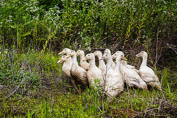 포토 JPG 주간 여러마리 오리 사람없음 야외 풀 전라남도 나주 국내포토 자연요소 식물 다수 조류 전라도 파일형식