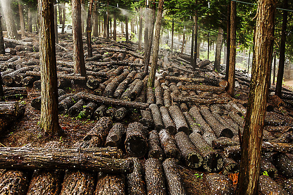 포토 JPG 주간 사람없음 야외 전라남도 특산물 통나무 표고버섯 버섯농장 버섯재배 장흥 국내포토 자연요소 나무 농장 버섯 전라도 경상북도 파일형식