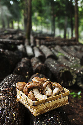 포토 JPG 주간 사람없음 야외 아웃포커스 소쿠리 전라남도 담기 특산물 표고버섯 버섯농장 장흥 국내포토 자연요소 모션 촬영기법 농장 바구니 버섯 전라도 경상북도 파일형식