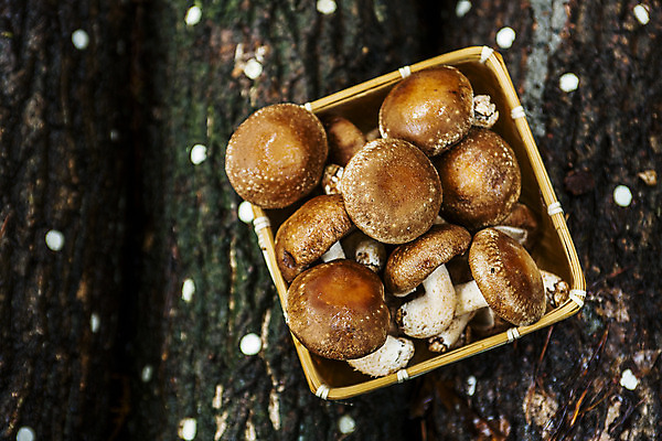 포토 JPG 주간 사람없음 야외 하이앵글 소쿠리 전라남도 담기 특산물 통나무 표고버섯 버섯농장 장흥 국내포토 자연요소 나무 뷰포인트 모션 농장 바구니 버섯 전라도 경상북도 파일형식