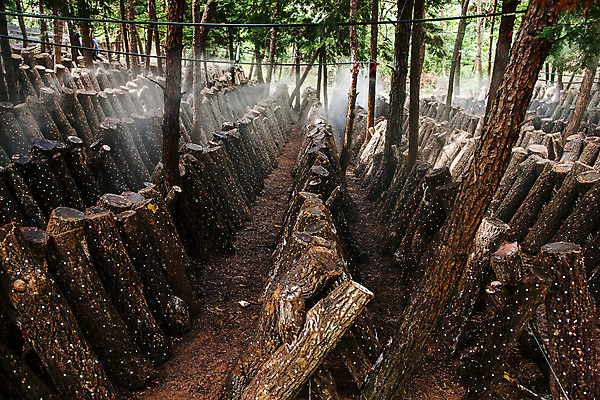 포토 JPG 주간 사람없음 야외 숲 전라남도 특산물 통나무 표고버섯 버섯농장 버섯재배 장흥 국내포토 자연요소 나무 농장 버섯 전라도 경상북도 파일형식