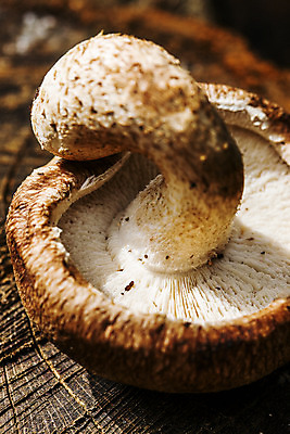 포토 JPG 주간 근접촬영 사람없음 야외 전라남도 특산물 표고버섯 장흥 국내포토 자연요소 뷰포인트 버섯 전라도 경상북도 파일형식