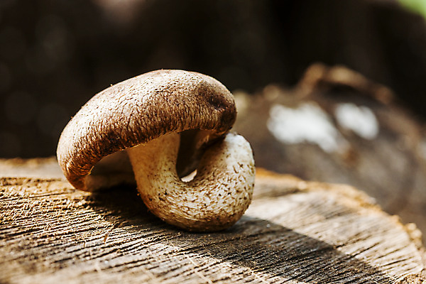 포토 JPG 주간 근접촬영 사람없음 야외 아웃포커스 전라남도 특산물 통나무 표고버섯 장흥 국내포토 자연요소 나무 뷰포인트 촬영기법 버섯 전라도 경상북도 파일형식