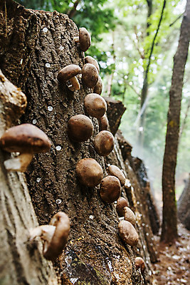 포토 JPG 주간 사람없음 야외 전라남도 특산물 통나무 표고버섯 버섯농장 버섯재배 장흥 국내포토 자연요소 나무 농장 버섯 전라도 경상북도 파일형식