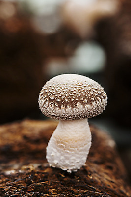 포토 JPG 실내 사람없음 아웃포커스 전라남도 특산물 표고버섯 버섯농장 버섯재배 장흥 국내포토 촬영기법 내부 농장 버섯 전라도 경상북도 파일형식