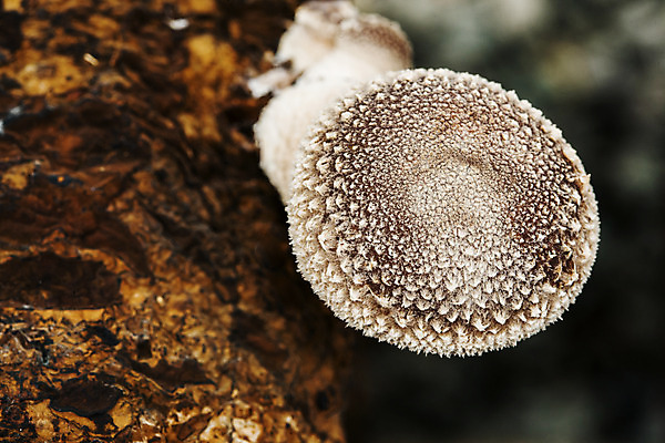 포토 JPG 실내 근접촬영 사람없음 아웃포커스 전라남도 특산물 표고버섯 버섯농장 버섯재배 장흥 국내포토 뷰포인트 촬영기법 내부 농장 버섯 전라도 경상북도 파일형식