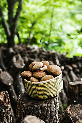 포토 JPG 주간 사람없음 야외 아웃포커스 소쿠리 전라남도 담기 특산물 통나무 표고버섯 버섯농장 버섯재배 장흥 국내포토 자연요소 나무 모션 촬영기법 농장 바구니 버섯 전라도 경상북도 파일형식