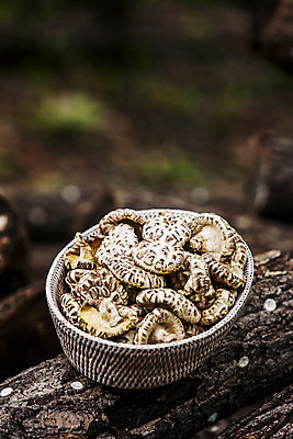 포토 JPG 주간 사람없음 야외 아웃포커스 소쿠리 전라남도 담기 특산물 표고버섯 버섯농장 버섯재배 장흥 국내포토 자연요소 모션 촬영기법 농장 바구니 버섯 전라도 경상북도 파일형식