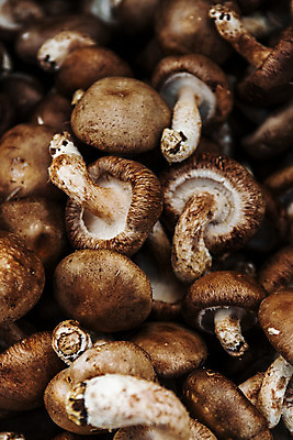 포토 JPG 사람없음 아웃포커스 전라남도 가득함 특산물 표고버섯 장흥 국내포토 촬영기법 버섯 전라도 경상북도 파일형식