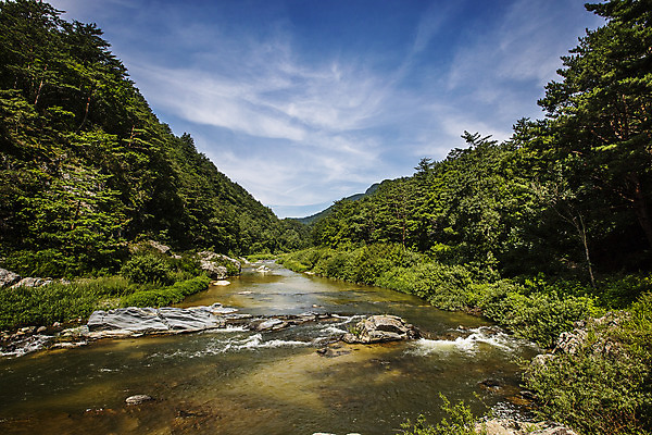 포토 JPG 주간 나무 구름 하늘 풍경 사람없음 야외 계곡 숲 강원도 강릉 국내포토 자연요소 식물 한국 파일형식