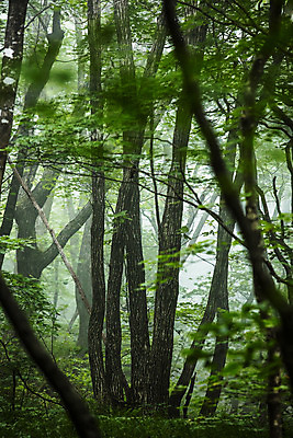 포토 JPG 주간 나무 풍경 사람없음 야외 숲 강원도 강릉 국내포토 자연요소 식물 한국 파일형식