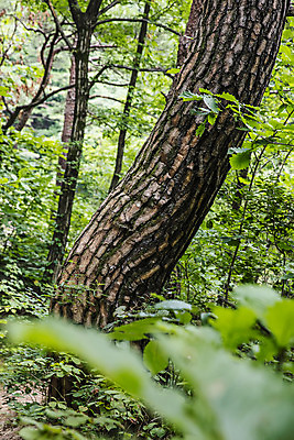 포토 JPG 주간 나무 풍경 사람없음 야외 소프트포커스 숲 강원도 강릉 국내포토 자연요소 식물 한국 촬영기법 파일형식