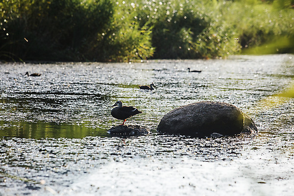 포토 JPG 주간 여러마리 오리 풍경 사람없음 야외 아웃포커스 돌_바위 연못 경상도 울산 태화강국가정원 국내포토 자연요소 다수 조류 한국 촬영기법 정원 파일형식