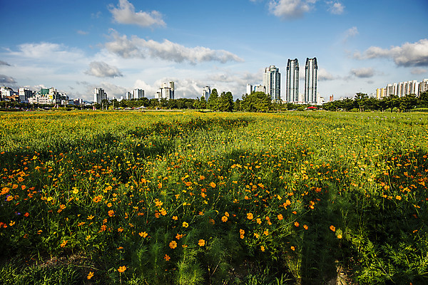 포토 JPG 주간 구름 꽃밭 하늘 풍경 사람없음 야외 건물 경상도 코스모스 울산 태화강국가정원 국내포토 자연요소 건축물 꽃 한국 정원 파일형식