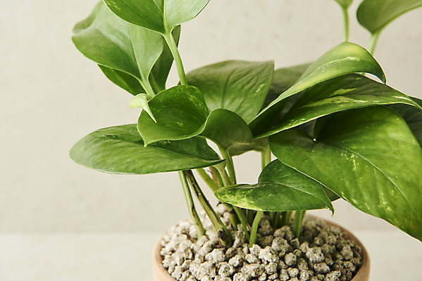 포토 JPG 스튜디오촬영 식물 화분 잎 실내 근접촬영 사람없음 원예 관엽식물 스킨답서스 베이지색배경 반려식물 국내포토 뷰포인트 백그라운드 취미 내부 베이지색 파일형식