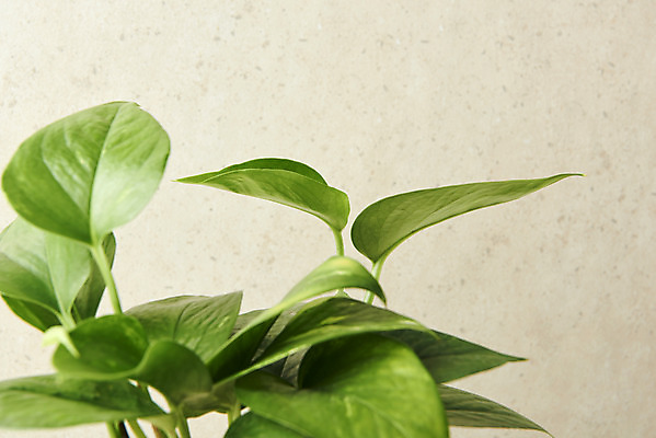 포토 JPG 스튜디오촬영 식물 잎 실내 근접촬영 사람없음 원예 관엽식물 스킨답서스 베이지색배경 반려식물 국내포토 뷰포인트 백그라운드 취미 내부 베이지색 파일형식