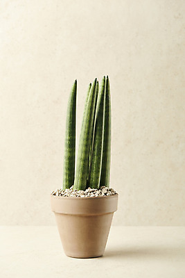 포토 JPG 스튜디오촬영 식물 화분 실내 사람없음 원예 베이지색배경 스투키 반려식물 국내포토 백그라운드 취미 내부 다육식물 베이지색 파일형식