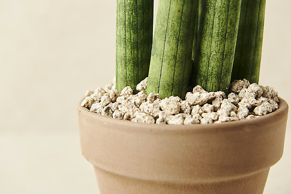 포토 JPG 스튜디오촬영 식물 화분 실내 근접촬영 사람없음 원예 베이지색배경 스투키 반려식물 국내포토 뷰포인트 백그라운드 취미 내부 다육식물 베이지색 파일형식