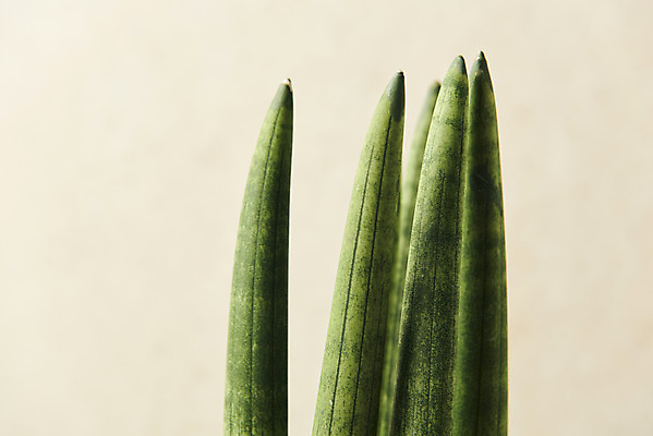 포토 JPG 스튜디오촬영 식물 잎 실내 근접촬영 사람없음 원예 베이지색배경 스투키 반려식물 국내포토 뷰포인트 백그라운드 취미 내부 다육식물 베이지색 파일형식