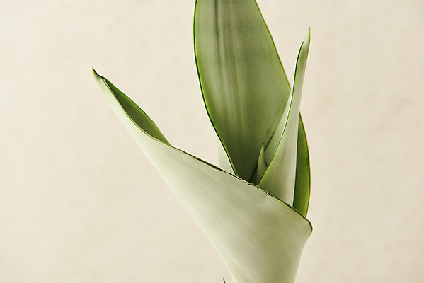 포토 JPG 스튜디오촬영 식물 실내 근접촬영 사람없음 열대식물 원예 산세베리아 베이지색배경 반려식물 국내포토 뷰포인트 백그라운드 취미 내부 베이지색 파일형식