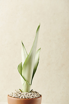 포토 JPG 스튜디오촬영 식물 화분 실내 사람없음 열대식물 원예 산세베리아 베이지색배경 반려식물 국내포토 백그라운드 취미 내부 베이지색 파일형식