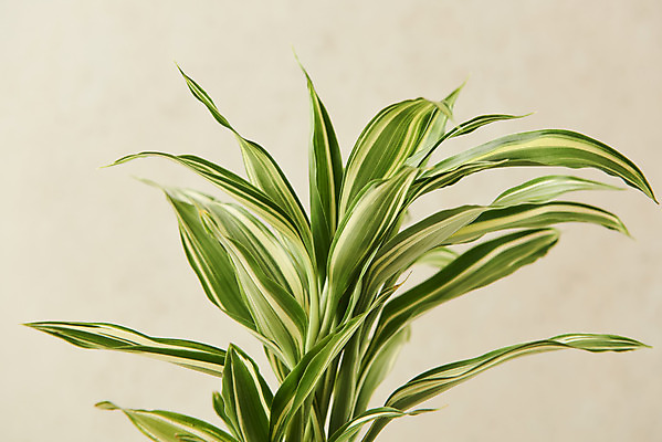 포토 JPG 스튜디오촬영 식물 잎 실내 근접촬영 사람없음 원예 관엽식물 베이지색배경 산데리아 반려식물 국내포토 뷰포인트 백그라운드 취미 내부 베이지색 파일형식