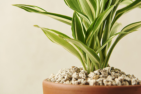 포토 JPG 스튜디오촬영 식물 화분 잎 실내 근접촬영 사람없음 원예 관엽식물 베이지색배경 산데리아 반려식물 국내포토 뷰포인트 백그라운드 취미 내부 베이지색 파일형식