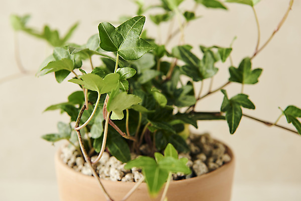 포토 JPG 스튜디오촬영 식물 화분 잎 실내 근접촬영 사람없음 원예 아이비 베이지색배경 반려식물 국내포토 뷰포인트 백그라운드 취미 내부 베이지색 파일형식