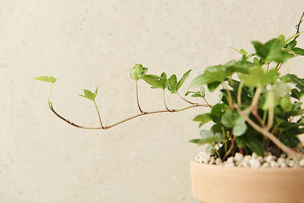 포토 JPG 스튜디오촬영 식물 화분 줄기 실내 근접촬영 사람없음 원예 아이비 베이지색배경 반려식물 국내포토 뷰포인트 백그라운드 취미 내부 베이지색 파일형식