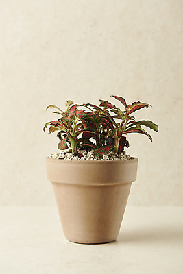 포토 JPG 스튜디오촬영 식물 화분 실내 사람없음 원예 피토니아 베이지색배경 반려식물 국내포토 백그라운드 취미 내부 베이지색 파일형식