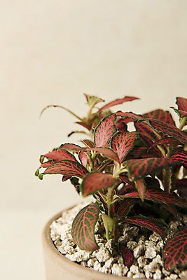 포토 JPG 스튜디오촬영 식물 화분 실내 사람없음 원예 피토니아 베이지색배경 반려식물 국내포토 백그라운드 취미 내부 베이지색 파일형식